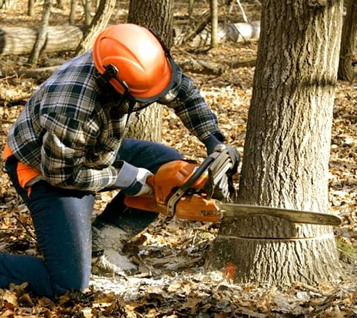 Tree Removal in Harrison, NE